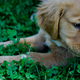 Image for article titled To bring a puppy home is to initiate a "countdown to sorrow"